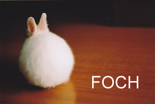 foch królika - spisek pisarzy